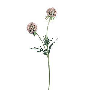 Fink Living SCABIOSA rose