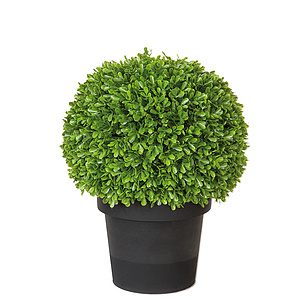 Fink Living Buchskugel im Topf Buxus II